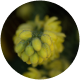 Magnezyum